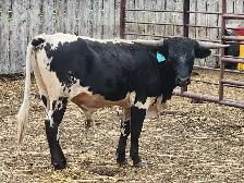 LONGHORN/CORRIENTE BULLS FOR SALE
