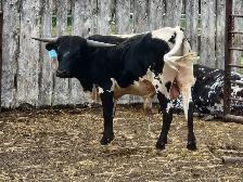 LONGHORN/CORRIENTE BULLS FOR SALE - Photo 2