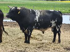 LONGHORN/CORRIENTE BULLS FOR SALE - Photo 3