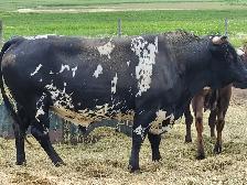 LONGHORN/CORRIENTE BULLS FOR SALE - Photo 4