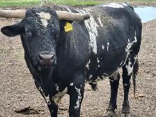 LONGHORN/CORRIENTE BULLS FOR SALE - Photo 5