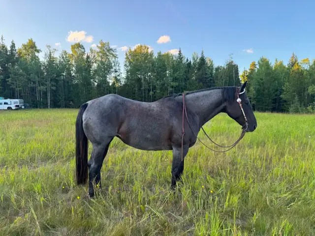 5 yr QH/Percheron Mare