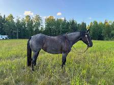 5 yr QH/Percheron Mare
