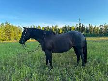 5 yr QH/Percheron Mare - Photo 2