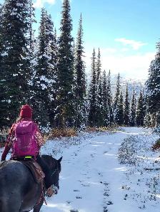 5 yr QH/Percheron Mare - Photo 4