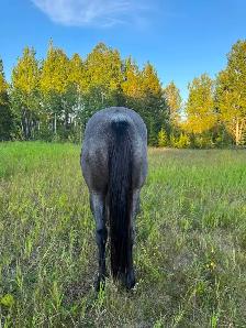 5 yr QH/Percheron Mare - Photo 5