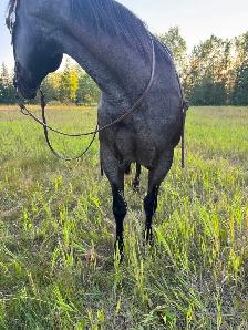 5 yr QH/Percheron Mare - Photo 6