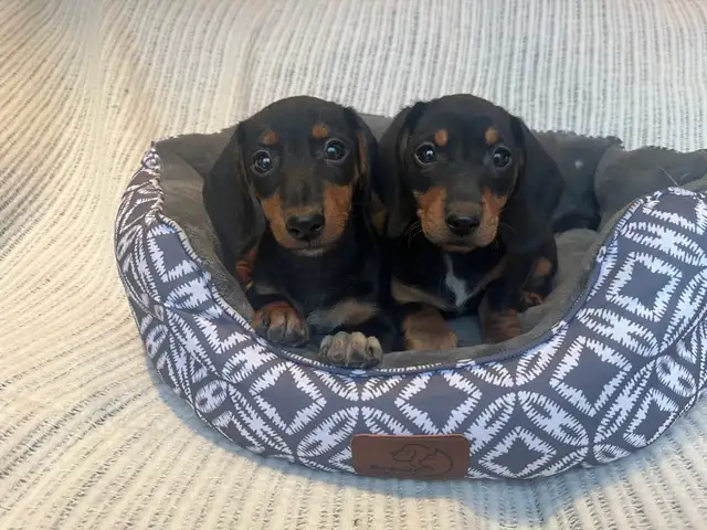 Mini Dachshund Puppies Available