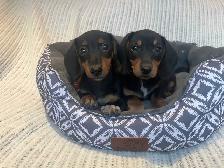 Mini Dachshund Puppies Available