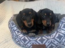 Mini Dachshund Puppies Available - Photo 2