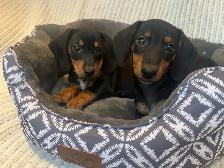 Mini Dachshund Puppies Available - Photo 3