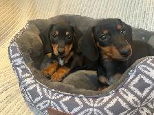 Mini Dachshund Puppies Available - Photo 4
