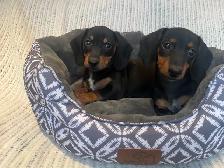 Mini Dachshund Puppies Available - Photo 5