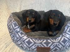 Mini Dachshund Puppies Available - Photo 6