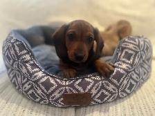 Mini Dachshund Puppies Available - Photo 7