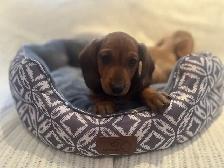 Mini Dachshund Puppies Available - Photo 8