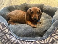 Mini Dachshund Puppies Available - Photo 9