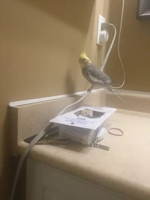 Lost Cockatiel