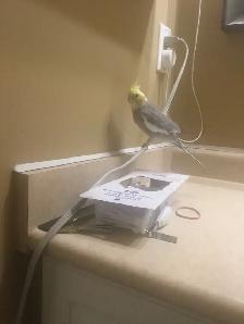 Lost Cockatiel