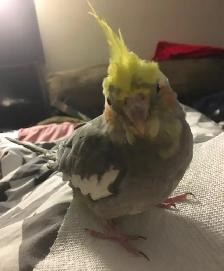 Lost Cockatiel - Photo 2