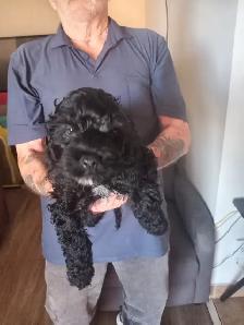 puppies for sale - Photo 2