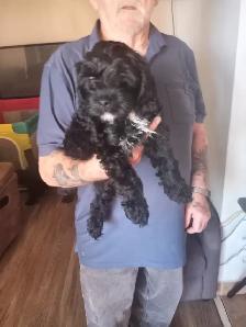 puppies for sale - Photo 5