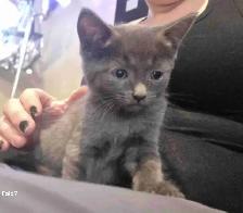 RUSSIAN BLUE/BENGAL MIXED KITTENS $200