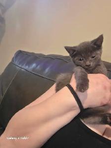 RUSSIAN BLUE/BENGAL MIXED KITTENS $200 - Photo 2