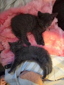 RUSSIAN BLUE/BENGAL MIXED KITTENS $200 - Photo 3