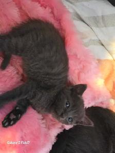 RUSSIAN BLUE/BENGAL MIXED KITTENS $200 - Photo 4