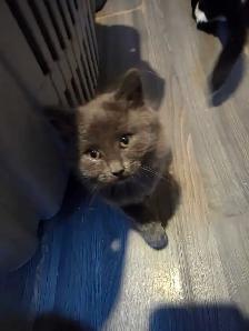 RUSSIAN BLUE/BENGAL MIXED KITTENS $200 - Photo 5