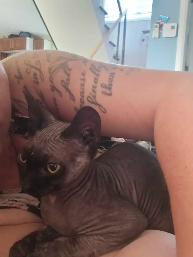 sphynx femelle