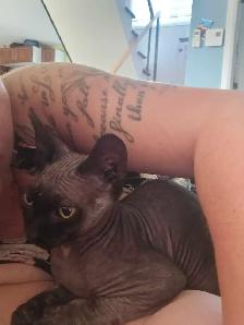 sphynx femelle