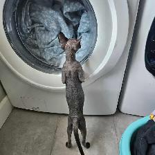 sphynx femelle - Photo 2