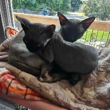 sphynx femelle - Photo 3