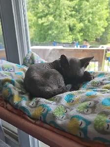 sphynx femelle - Photo 4