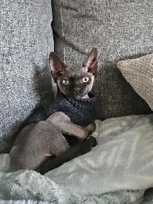 sphynx femelle - Photo 5