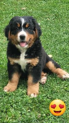 chiots Bouvier bernois