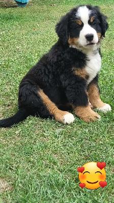 chiots Bouvier bernois - Photo 2