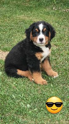 chiots Bouvier bernois - Photo 3