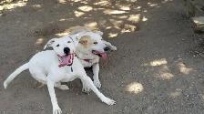 Pro Dog Walking – 10  Years Experience – Etobicoke & Mississauga - Photo 3