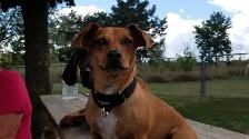 Pro Dog Walking – 10  Years Experience – Etobicoke & Mississauga - Photo 5
