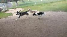 Pro Dog Walking – 10  Years Experience – Etobicoke & Mississauga - Photo 7