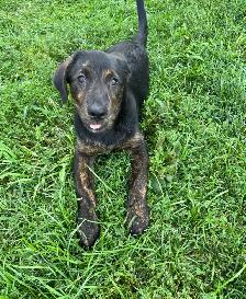 Border Collie x Labrador Puppy