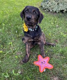 Border Collie x Labrador Puppy - Photo 2