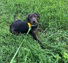 Border Collie x Labrador Puppy - Photo 3