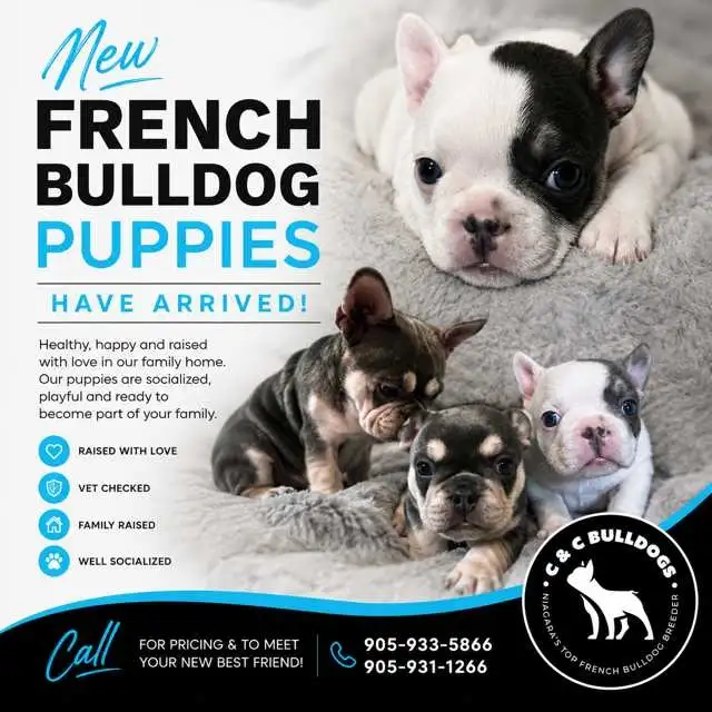 French Bulldog Puppies