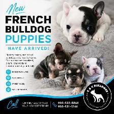 French Bulldog Puppies