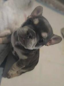 French Bulldog Puppies - Photo 2