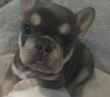 French Bulldog Puppies - Photo 3